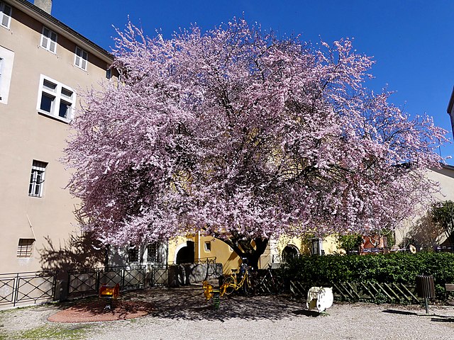 Arbre en fleurs square aglietta - Chambéry

Description 	
English: Sight, in spring, of the cherry blossom tree of Square Paul Aglietta in Chambéry, Savoie, France.
Français : Vue, au printemps, de l'arbre du square Paul Aglietta en fleurs à Chambéry, en Savoie.
Date 	16 March 2019
Source 	Own work
Author 	Florian Pépellin
Permission
(Reusing this file) 	

CC-BY-SA 4.0