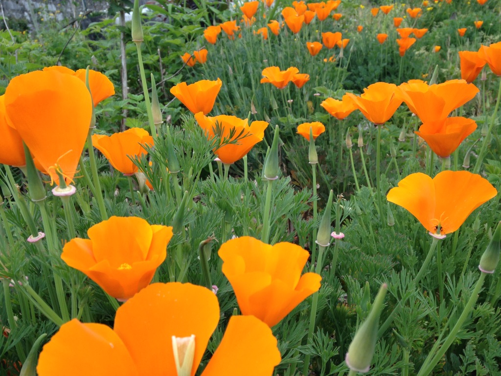 fleur orange sous une serre